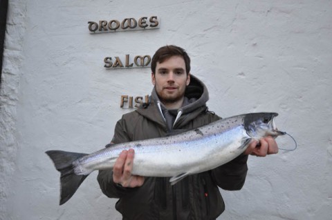 Salmon