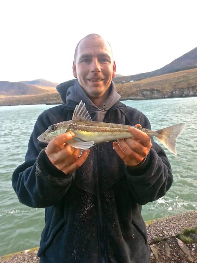 Grey gurnard Timmy and a grey gurnard