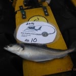 BAI – A1 fisher (1)