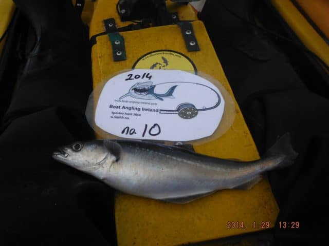 BAI - A1 fisher (1)