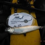 BAI – A1 fisher (2)
