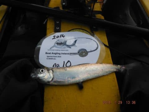 BAI - A1 fisher (2)