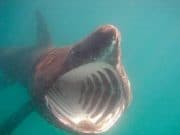 Belfast Telegraph - Basking sharks were until now thought to remain in temperate waters