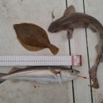 Boat Angling Ireland – Cian's catch
