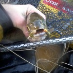 Boat Angling Ireland – Graham at the Oaks 2
