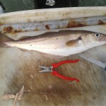 Boat Angling Ireland – Whiting
