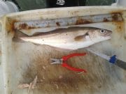 Floundered by Super sized South coast whiting !