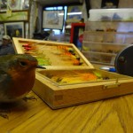 Drowes – The pet robin inspecting some flies.