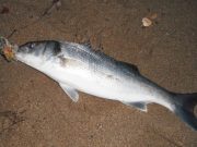First bass of the year reported from East Cork venue bass