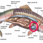 Generalized fish anatomy