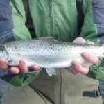 Ger Doran – Sea Trout