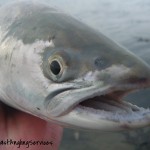 Ger Doran – Sea Trout head