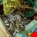 Irish Independent – Between 1970 and 2008 the length of haddock in the north part of the North Sea decreased by 29 per cent