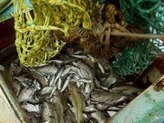 Warmer seas ' making fish smaller' – Irish Independent Irish Independent - Between 1970 and 2008 the length of haddock in the north part of the North Sea decreased by 29 per cent