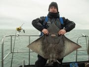 Northern nursery for skate with plenty of herring and coalfish