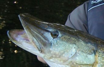 Guided Pike Trips – Lough Conn and Lough Cullin – Book Now