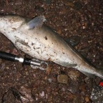 Rockhunter – 5.25 lb cod