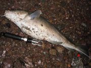 5.5lb cod for Cork angler before the storm