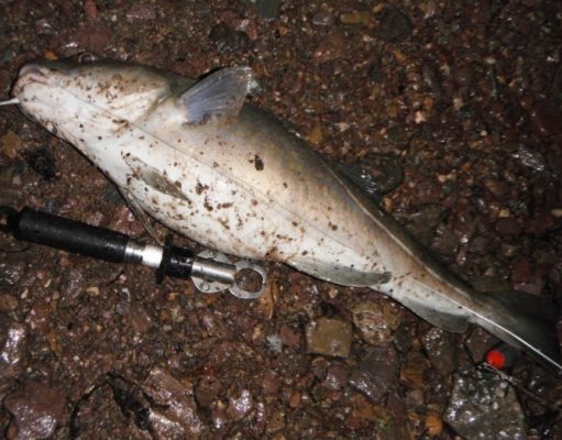 5.5lb cod for Cork angler before the storm