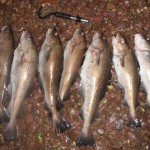 Rockhunter – January cod
