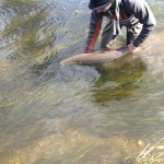 Slaney River – Mossy Browne releases fish