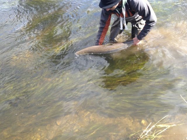 Slaney River - Mossy Browne releases fish