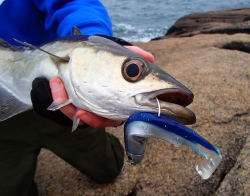 Irish Angling Update – 23/01/14
