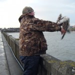 Tralee Bay SAC – Releasing bird