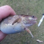 Ullcatch – A nice plump sea frog.