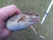 Who said it wasn't a leap year….it was in Kerry ! A nice plump sea frog.