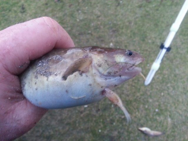 Ullcatch - A nice plump sea frog. A nice plump sea frog.