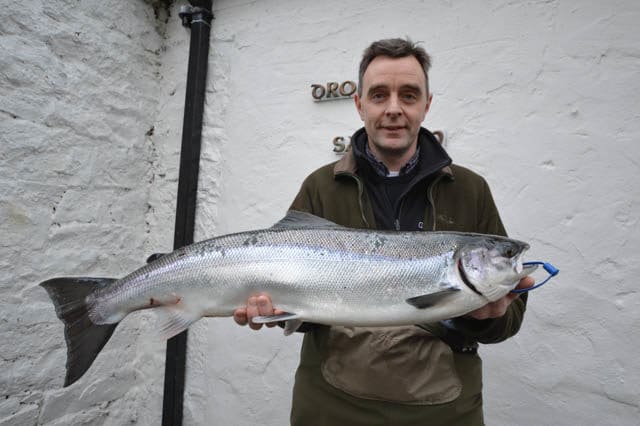 salmon