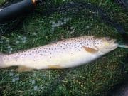 Rainbows and browns add some colour to a stormy weekend
