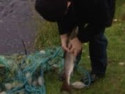 Crackdown on fish poaching launched – News Letter NI News Letter NI - A poacher catches fish in a net