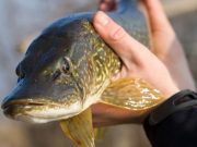 Lithuanian anglers going mad for it.. – Sunday World
