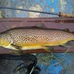 Carrigavantry – March 1st brownie