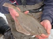 Great Fishing in 3rd Leg of Leinster Shore League at Kilmuckridge