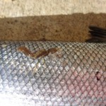 Drowes – Long tailed sea lice on a fish from the Wash Stones on Sunday