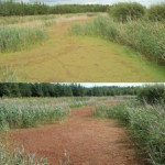 Invasive species – Water fern