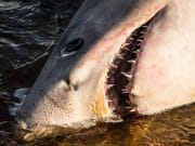 Porebeagle shark washes up in Kerry – Irish Examiner Irish Examiner - The porbeagle shark may have died giving birth - Bernard Fitzgerald
