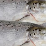 Irish Times – The Irish Farmers’ Association says that most of the caged salmon were suffocated in the crush.
