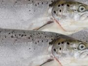 Up to 230,000 farmed fish lost in February storm – Irish Times