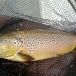 Jason O'Riordan – Carrigavantry Brown – March