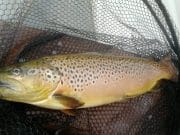 Dabblers and bumbles catch rainbows and browns as Waterford warms up