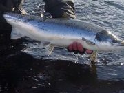 Plenty of action for the Donegal anglers Brendan Garland returning his fish