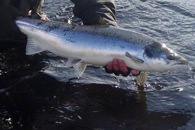 Brendan Garland returning his fish