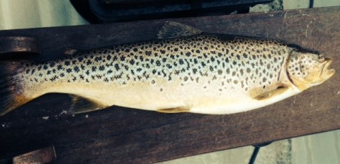A lovely trout of 2 ¾ lbs caught by Padraig Traynor in Bog Bay, L. Conn