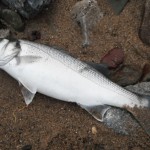 Rcokhunter – Bass No. 2 – 1st March 2014
