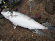 Day time bass on a weather changed beach Bass No. 2 weighing 3.25lbs