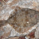 Rockhunter – Flounder – 2nd March 2014